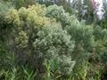 Baccharis halimifolia Image 1