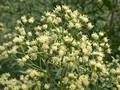 Baccharis halimifolia Image 3