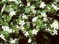 Bacopa campanulata Snowflake Image 1