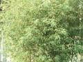 Bambusa aurea Image 1
