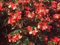 Begonia semperflorens x cultorum Image 1