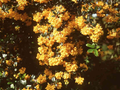 Berberis darwinii Image 1