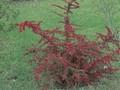 Berberis thunbergii Green Carpet Image 1