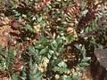 Berberis nervosa Image 1