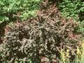Berberis ottawensis Superba Image 1