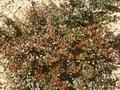 Berberis Red Jewel Image 1