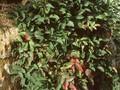 Berberis repens Image 1