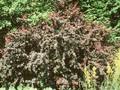 Berberis thunbergii Atropurpurea Superba Image 1