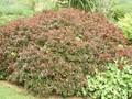 Berberis thunbergii Crimson Pygmy Image 1