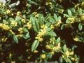 Berberis wallichiana Image 1