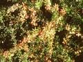 Berberis wilsoniae var subcaulialata Image 1