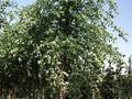 Betula nigra Image 2