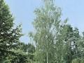 Betula pendula Dalecarlica Image 1