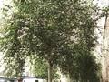 Betula utilis Image 1