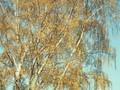 Betula alba Image 1