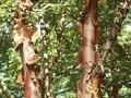Betula albosinensis Image 1