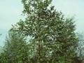 Betula alnus Image 1