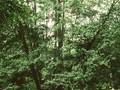 Betula alnus var glutinosa Image 1