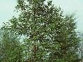 Betula alnus var incana Image 1