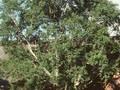 Betula ermanii Image 1