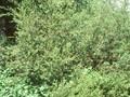 Betula humilis Image 1