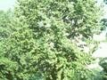 Betula maximowicziana Image 1