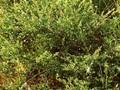 Betula nana Image 1