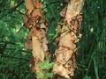 Betula nigra Image 1