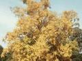 Betula papyracea Image 1
