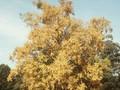 Betula papyrifera Image 1