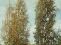 Betula pendula Crispa Image 1