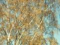 Betula verrucosa Image 1