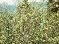 Betula viridis Image 1