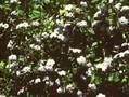 Browallia elata Image 1