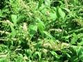 Buddleja davidii Image 1