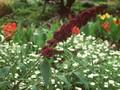 Buddleja davidii African Queen Image 1
