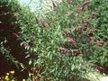 Buddleja davidii Fascinating Image 1