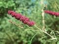 Buddleja davidii Ile de France Image 1