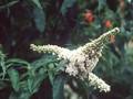 Buddleja davidii Peace Image 1