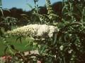 Buddleja davidii White Bouquet Image 1