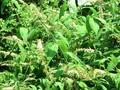 Buddleja variabilis Image 1