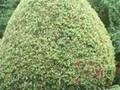 Buxus sempervirens Aurea Image 1
