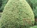 Buxus sempervirens Aureovariegata Image 1