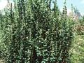 Buxus sempervirens Handsworthiensis Image 1