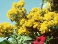 Calceolaria rugosa Image 1