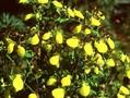 Calceolaria scabiosifolia Image 1