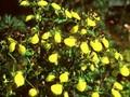 Calceolaria tripartita Image 1