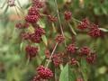 Callicarpa giraldii Image 1