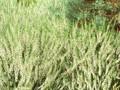 Calluna vulgaris Long White Image 1