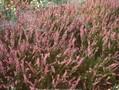 Calluna vulgaris Marleen Image 1